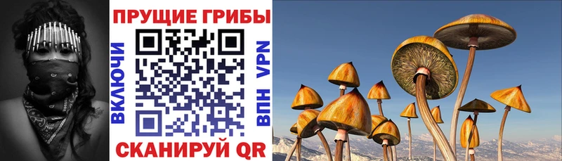 Галлюциногенные грибы MAGIC MUSHROOMS  Бологое 